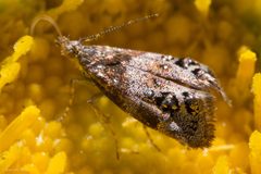 Tebenna gnaphaliella by (c) Ken-ichi Ueda, some rights reserved (CC BY), uploaded by Ken-ichi Ueda. Used under a CC-BY license.