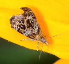 Tebenna gnaphaliella by (c) Don Loarie, some rights reserved (CC BY). Used under a CC-BY license.