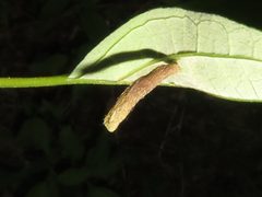 Coleophora cornella by (c) Dan MacNeal, some rights reserved (CC BY), uploaded by Dan MacNeal. Used under a CC-BY license.