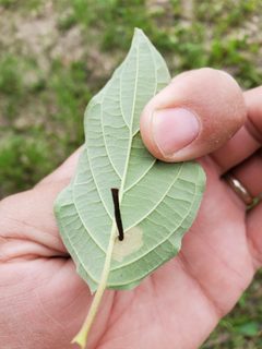 Coleophora cornella by (c) Chris Friesen, some rights reserved (CC BY), uploaded by Chris Friesen. Used under a CC-BY license.