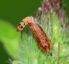 Coleophora deauratella by (c) Christine Young, some rights reserved (CC BY), uploaded by Christine Young. Used under a CC-BY license.