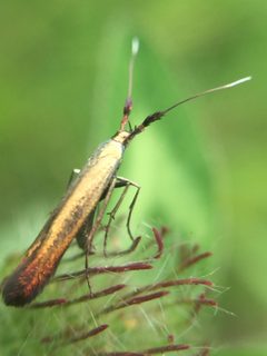 Coleophora deauratella by (c) Stephen Thorpe, some rights reserved (CC BY), uploaded by Stephen Thorpe. Used under a CC-BY license.