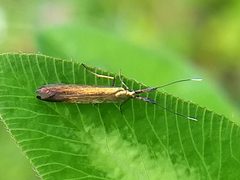 Coleophora deauratella by (c) Jason Hill, some rights reserved (CC BY), uploaded by Jason Hill. Used under a CC-BY license.
