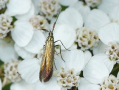 Coleophora deauratella by (c) Matt Muir, some rights reserved (CC BY), uploaded by Matt Muir. Used under a CC-BY license.