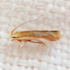 Coleophora limosipennella by (c) Bill Keim, some rights reserved (CC BY). Used under a CC-BY license.