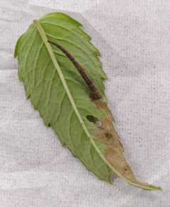 Coleophora monardella by (c) Isaac Winkler, some rights reserved (CC BY), uploaded by Isaac Winkler. Used under a CC-BY license.