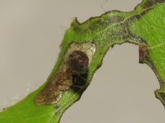 Coleophora spinella by (c) Dan MacNeal, some rights reserved (CC BY), uploaded by Dan MacNeal. Used under a CC-BY license.