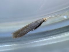 Coleophora spinella by (c) Thomas Irvine, some rights reserved (CC BY), uploaded by Thomas Irvine. Used under a CC-BY license.
