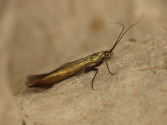 Coleophora trifolii by (c) Donald Hobern, some rights reserved (CC BY). Used under a CC-BY license.