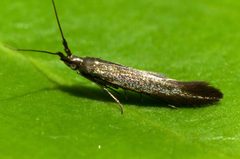 Coleophorinae by (c) Steve Kerr, some rights reserved (CC BY), uploaded by Steve Kerr. Used under a CC-BY license.