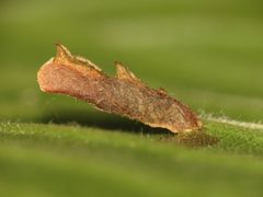 Coleophoridae by (c) Donald Hobern, some rights reserved (CC BY). Used under a CC-BY license.