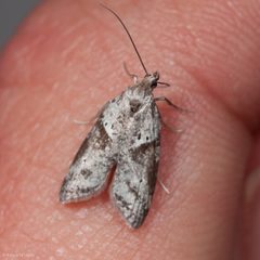 Lotisma trigonana by (c) Ken-ichi Ueda, some rights reserved (CC BY), uploaded by Ken-ichi Ueda. Used under a CC-BY license.
