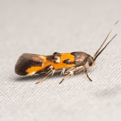 Euclemensia schwarziella by (c) Justin Williams, some rights reserved (CC BY), uploaded by Justin Williams. Used under a CC-BY license.