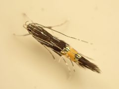 Cosmopterix attenuatella by (c) Saryu Mae 前 朝琉, some rights reserved (CC BY), uploaded by Saryu Mae 前 朝琉. Used under a CC-BY license.