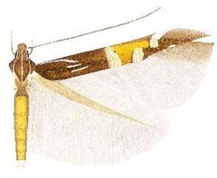 Cosmopterix montisella by (c) J.C. Koster, some rights reserved (CC BY). Used under a CC-BY license.