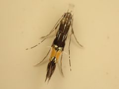 Cosmopteriginae by (c) Saryu Mae 前 朝琉, some rights reserved (CC BY), uploaded by Saryu Mae 前 朝琉. Used under a CC-BY license.