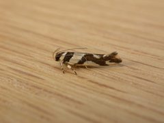 Cosmopteriginae by (c) Donald Hobern, some rights reserved (CC BY). Used under a CC-BY license.