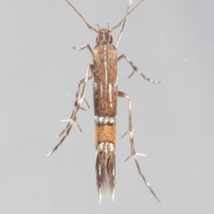 Cosmopterix pulchrimella by (c) Victor Engel, some rights reserved (CC BY), uploaded by Victor Engel. Used under a CC-BY license.