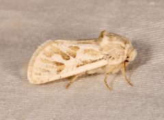 Comadia henrici by (c) Laura Gaudette, some rights reserved (CC BY), uploaded by Laura Gaudette. Used under a CC-BY license.