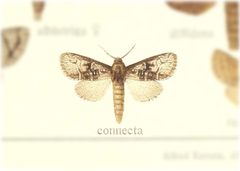 Fania connectus by no rights reserved, uploaded by Andreas Manz. Used under a CC0 license.