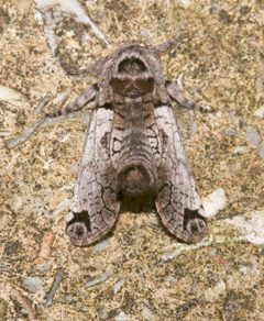 Inguromorpha basalis by (c) Laura Gaudette, some rights reserved (CC BY), uploaded by Laura Gaudette. Used under a CC-BY license.
