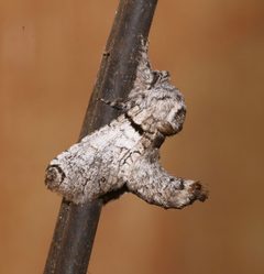 Inguromorpha basalis by (c) Laura Gaudette, some rights reserved (CC BY), uploaded by Laura Gaudette. Used under a CC-BY license.