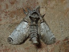Inguromorpha basalis by (c) John P Friel, some rights reserved (CC BY), uploaded by John P Friel. Used under a CC-BY license.