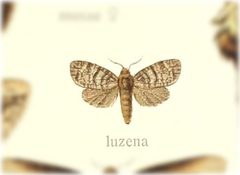 Toronia luzena by no rights reserved, uploaded by Andreas Manz. Used under a CC0 license.