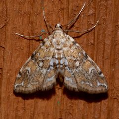 Elophila faulalis by (c) Laura Gaudette, some rights reserved (CC BY), uploaded by Laura Gaudette. Used under a CC-BY license.