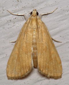 Elophila gyralis by (c) Nick Block, some rights reserved (CC BY), uploaded by Nick Block. Used under a CC-BY license.