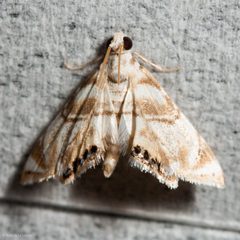 Eoparargyractis by (c) Ken-ichi Ueda, some rights reserved (CC BY), uploaded by Ken-ichi Ueda. Used under a CC-BY license.