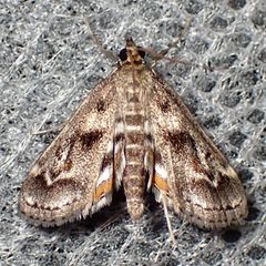 Parapoynx obscuralis by (c) Sue Carnahan, some rights reserved (CC BY), uploaded by Sue Carnahan. Used under a CC-BY license.