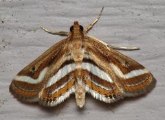Parapoynx seminealis by (c) Nick Block, some rights reserved (CC BY), uploaded by Nick Block. Used under a CC-BY license.
