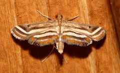 Parapoynx seminealis by (c) Laura Gaudette, some rights reserved (CC BY), uploaded by Laura Gaudette. Used under a CC-BY license.