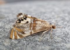 Petrophila bifascialis by (c) brendanboyd, some rights reserved (CC BY). Used under a CC-BY license.