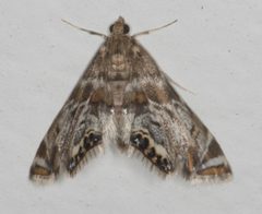 Petrophila confusalis by no rights reserved, uploaded by Scott Loarie. Used under a CC0 license.