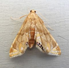 Petrophila cronialis by (c) jimeckert49, some rights reserved (CC BY). Used under a CC-BY license.
