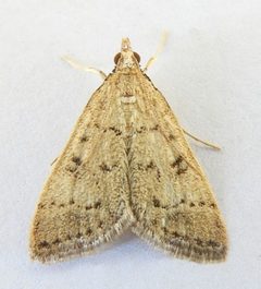 Blepharomastix potentalis by (c) jimeckert49, some rights reserved (CC BY). Used under a CC-BY license.