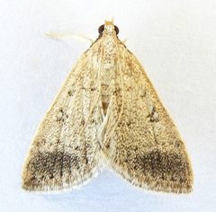 Blepharomastix potentalis by (c) jimeckert49, some rights reserved (CC BY). Used under a CC-BY license.