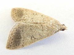 Blepharomastix potentalis by (c) jimeckert49, some rights reserved (CC BY). Used under a CC-BY license.