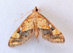 Choristostigma leucosalis by (c) jimeckert49, some rights reserved (CC BY). Used under a CC-BY license.