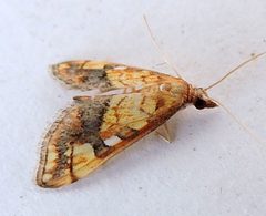 Choristostigma leucosalis by (c) jimeckert49, some rights reserved (CC BY). Used under a CC-BY license.