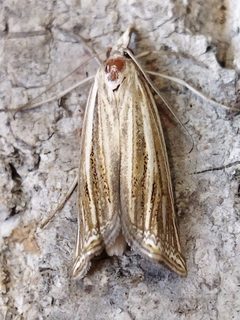 Ancylolomiini by (c) SteveM4560, some rights reserved (CC BY), uploaded by SteveM4560. Used under a CC-BY license.
