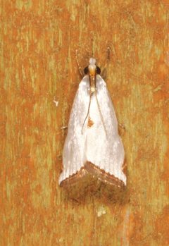 Argyria lacteella by (c) Laura Gaudette, some rights reserved (CC BY), uploaded by Laura Gaudette. Used under a CC-BY license.