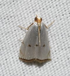 Argyria lacteella by (c)
Wildreturn, some rights reserved (CC BY). Used under a CC-BY license.