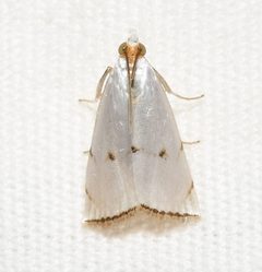 Argyria lacteella by (c) Andy Reago & Chrissy McClarren, some rights reserved (CC BY). Used under a CC-BY license.