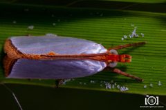 Argyria nummulalis by no rights reserved, uploaded by Lyn Roueche. Used under a CC0 license.