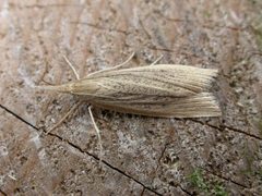 Calamotropha paludella by (c) Donald Hobern, some rights reserved (CC BY). Used under a CC-BY license.
