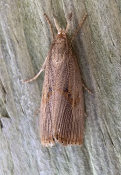 Chilo erianthalis by (c) Thomas Irvine, some rights reserved (CC BY), uploaded by Thomas Irvine. Used under a CC-BY license.