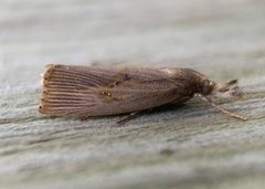 Chilo erianthalis by (c) Thomas Irvine, some rights reserved (CC BY), uploaded by Thomas Irvine. Used under a CC-BY license.
